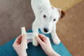 Terrier dog getting his paw bandaged after an injury