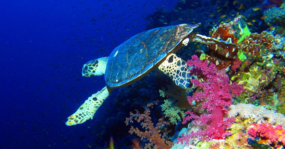 elphinstone-reef