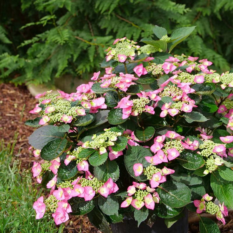 Pink mountain hydrangea flowers in garden hedge
