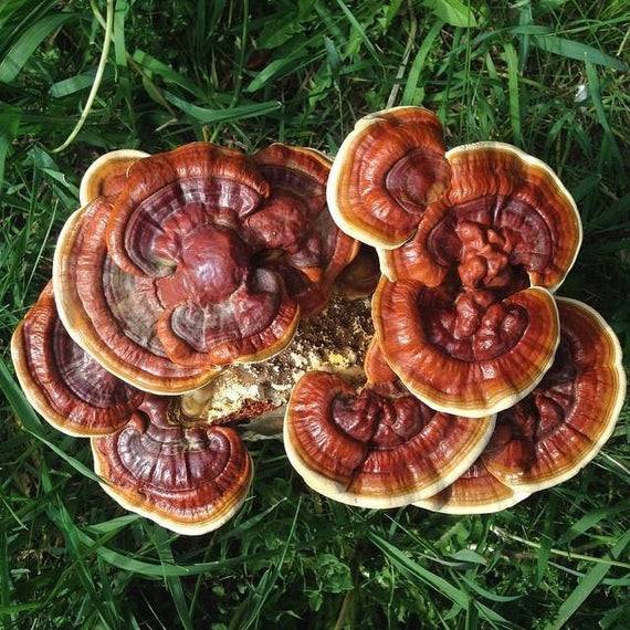 Reishi Mushrooms