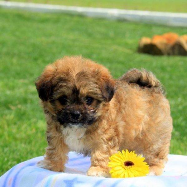 chichon dog black