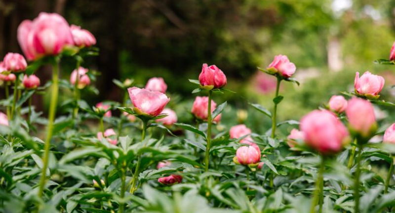 Garden & Estate Insider: Peonies