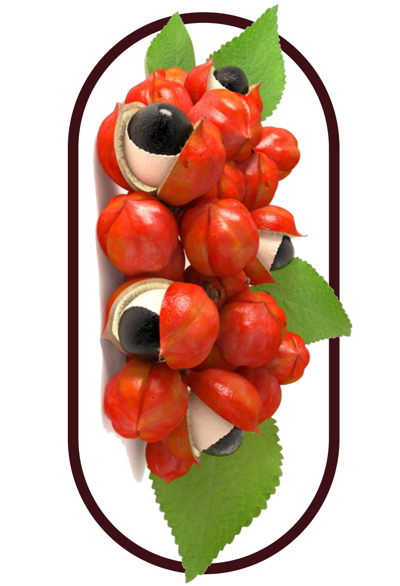 several tongkat ali roots, the key ingredient in the best tongkat ali singapore
