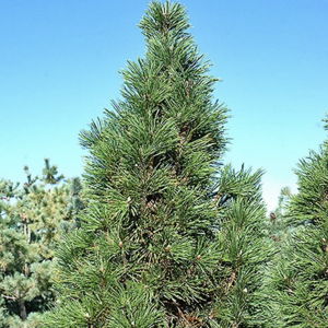 Mugo Pine