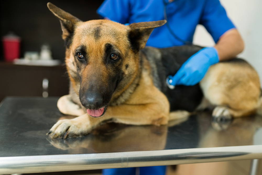 Anxious German Shepherd with ears back getting a checkup at the vet