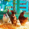 hens-in-nesting-box-colorful-coop