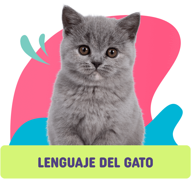 lenguaje del gato