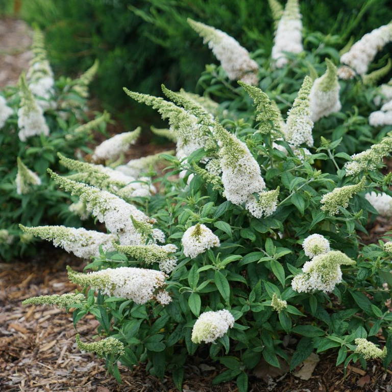 Large white butterfly bush flowers covering the small habit