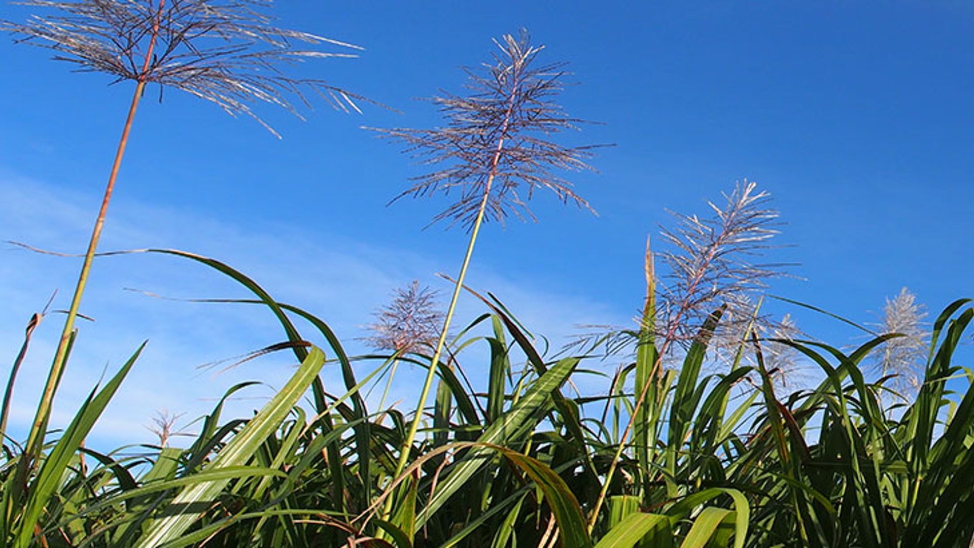 Cassowary Coast Regional Council hero image