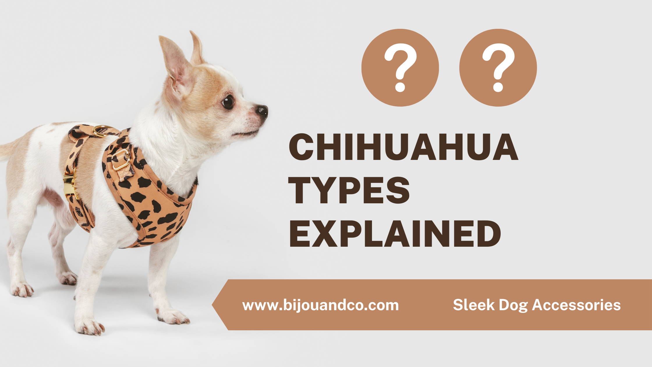 chihuahua types