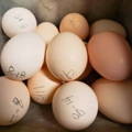 ayam_cemani_fertile_eggs