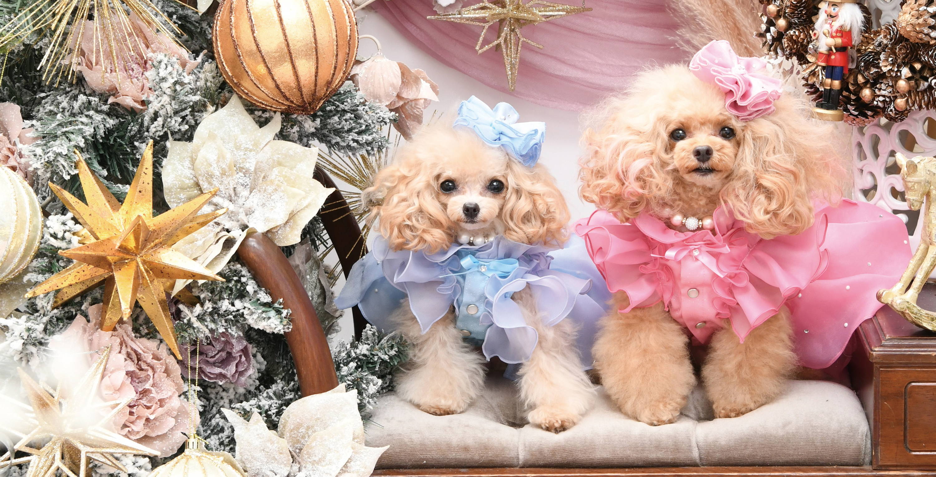 Luxebirdie（リュクスバーディ）|小型犬とのリュクスな生活を