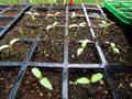 A tray of Aubergine ((Solanum melongena cultivar) seedlings growing in a greenhouse in the village of Trimingham, Norfolk, England. Credit: Kolforn (Wikimedia)