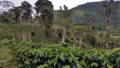 Kaffeeanbau in Mischkultur in Peru