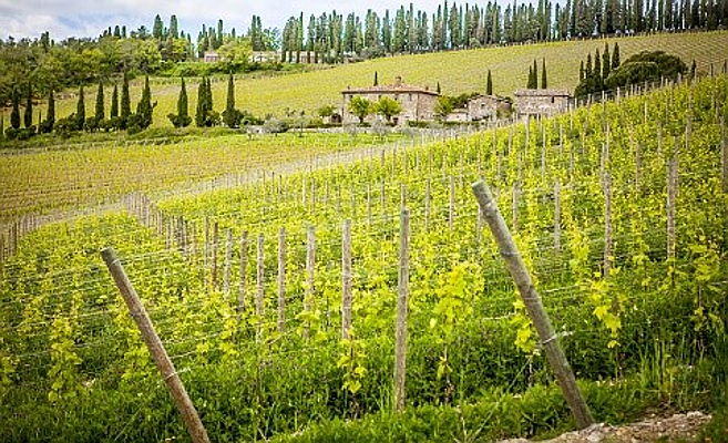  Siena (SI) ITA
- Chianti 3.jpg vineyards