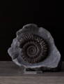 Ammonite Fossil Preparation Craig Chivers Natural Selection Fossils