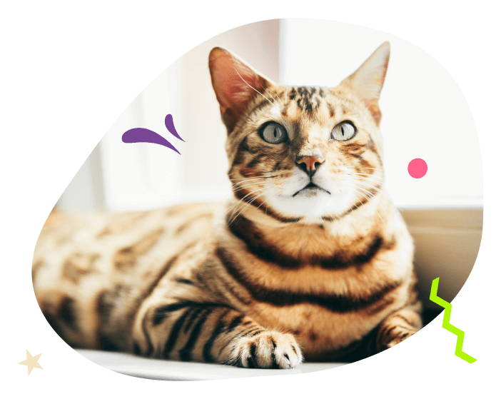 gato bengali