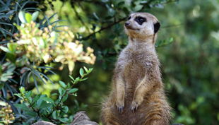zoom erlebniswelt erdmännchen