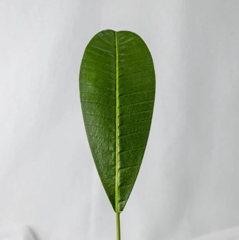 Rounded Frangipani Leaf (12 Pack) -Realistic Artficial Flowers - Image 2