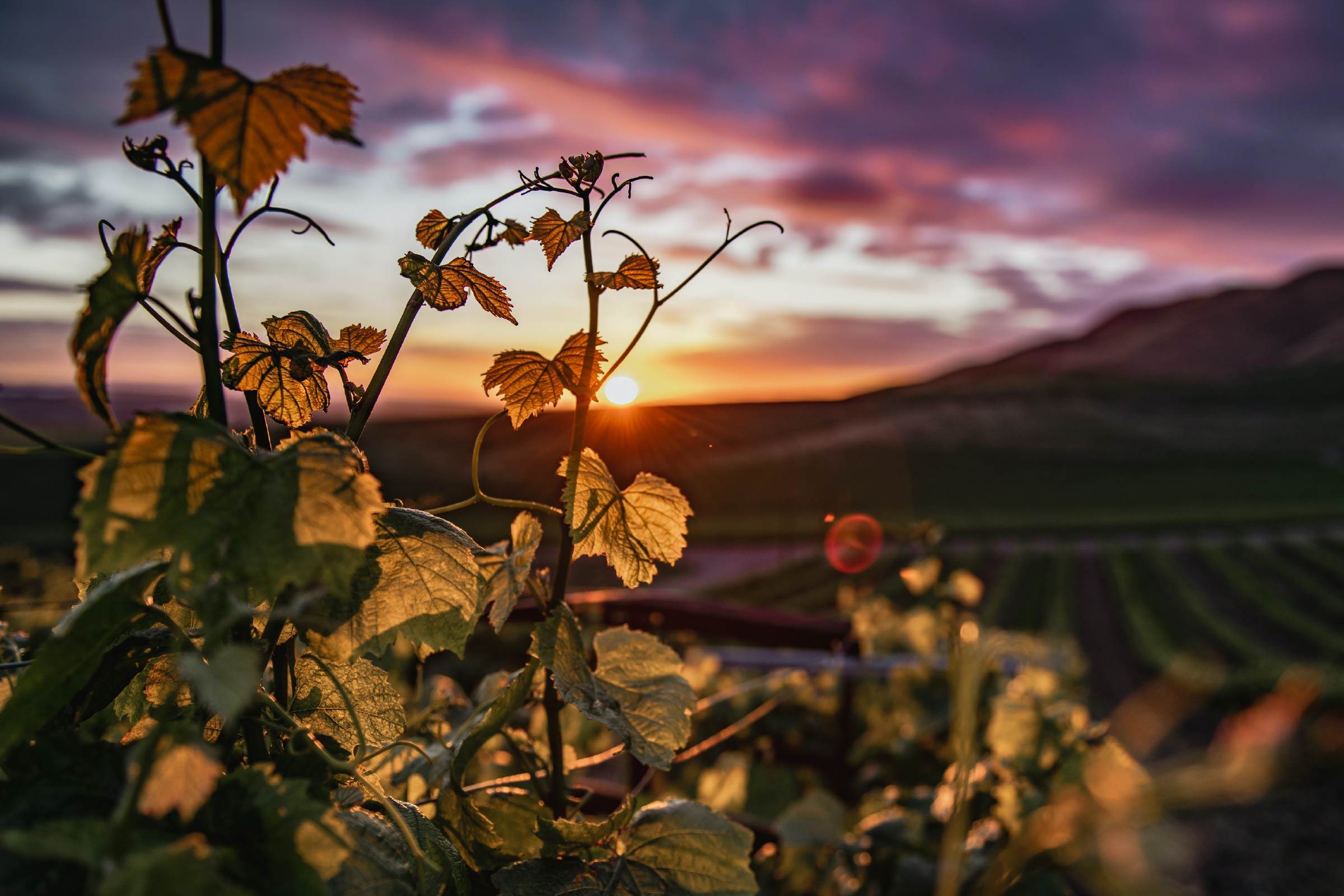 Chardonnay: A global favourite