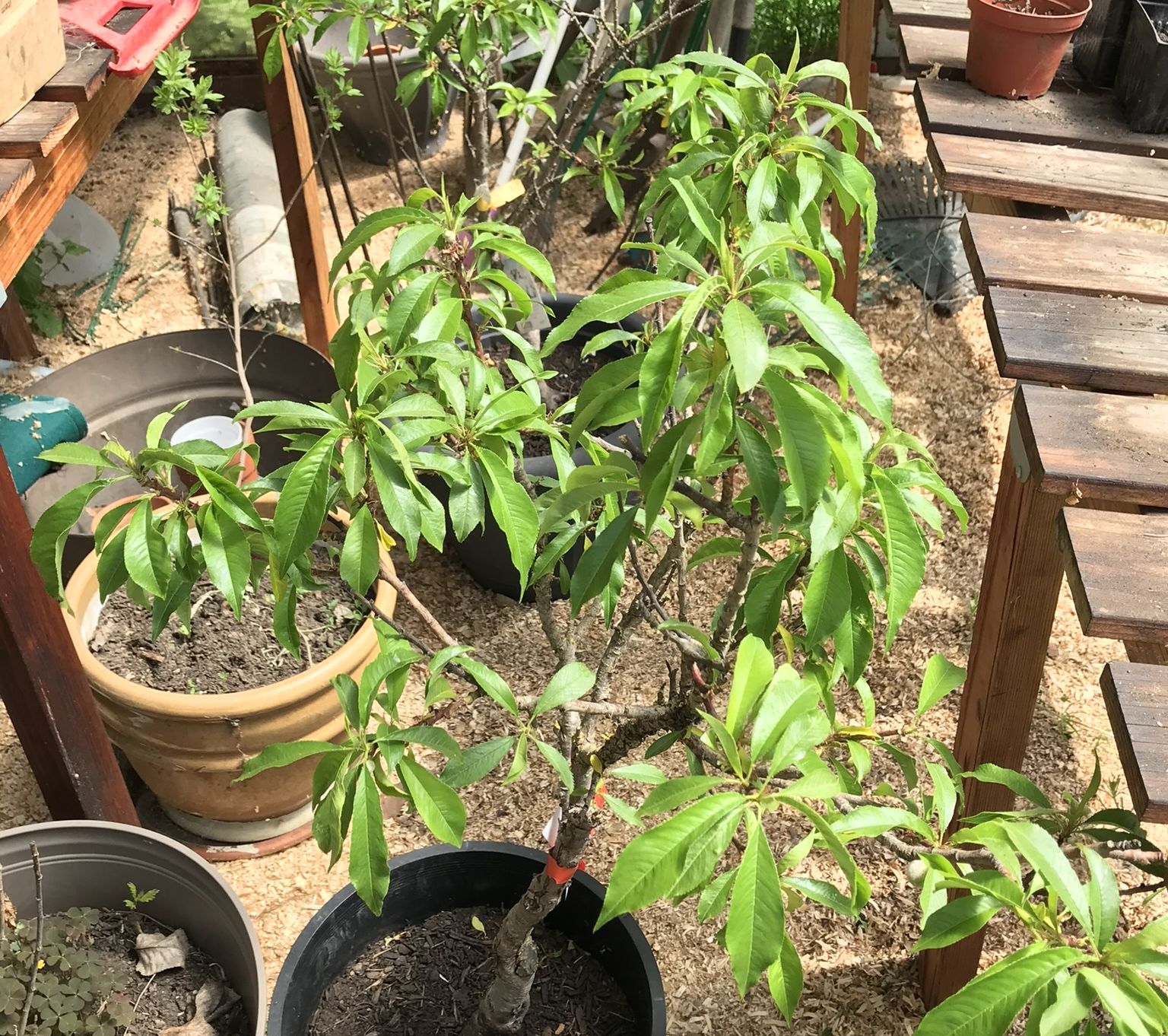 Peach tree in a greenhouse