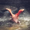 flamingo beautifully diving into a lake, creating a wave of splashes