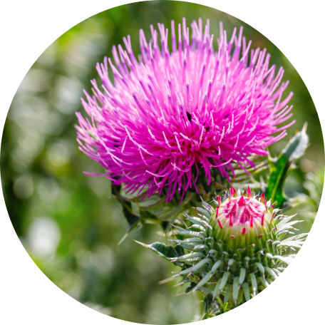 Milk Thistle (as ThistleMarin™)