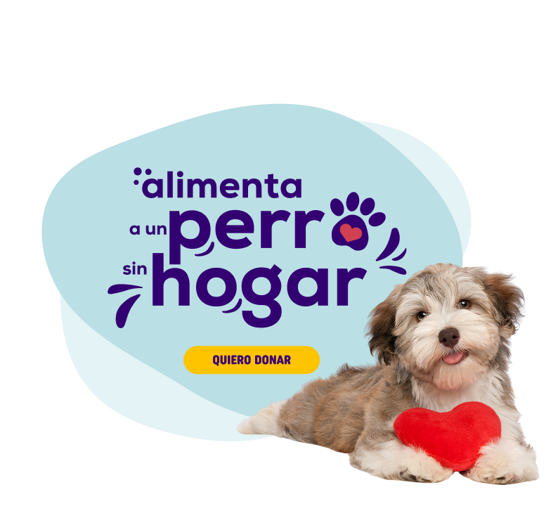 alimenta a un perro sin hogar
