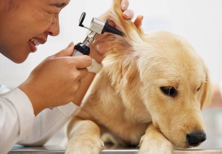 Veterinarian examining a dog's ear with an otoscope to diagnose yeast infection