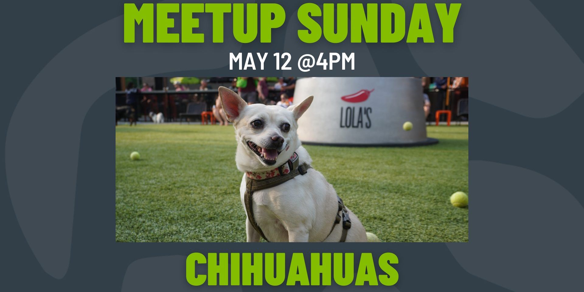 Meetup Sunday: Chihuahuas promotional image