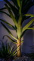 Havit garden spike lighting illuminating feature plant
