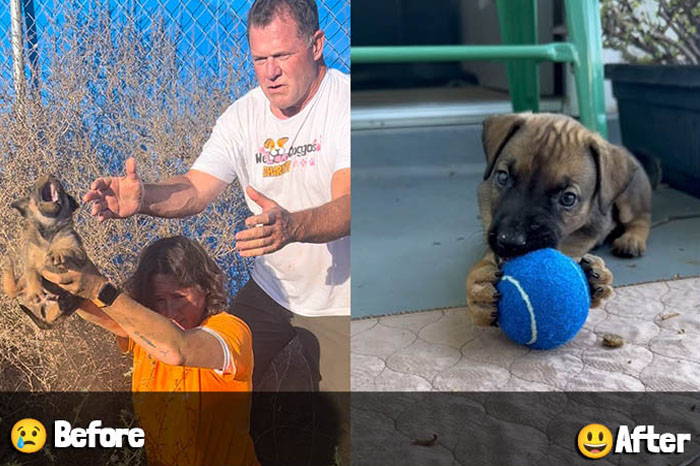 Treat Joy Vs Fur Ever Home We Love Doggos treat-joy-vs-fur-ever-home-we-love-doggos