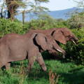 Elephant pair in forest