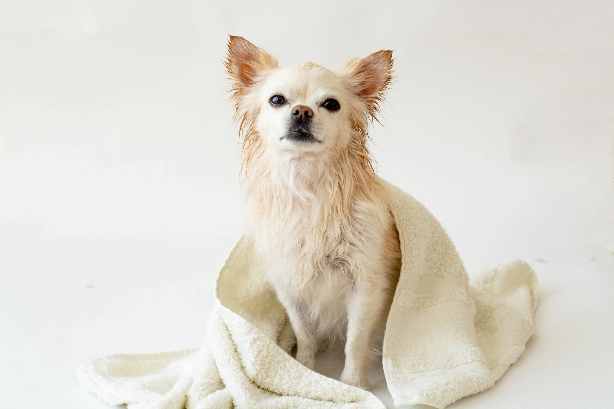 groom chihuahua avoid dander