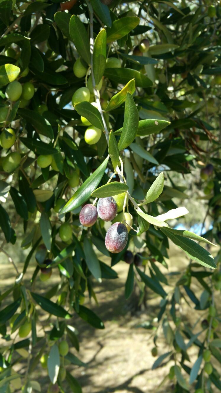 Food & Wine Tours Pesaro: Olive harvest with tasting of the new oil