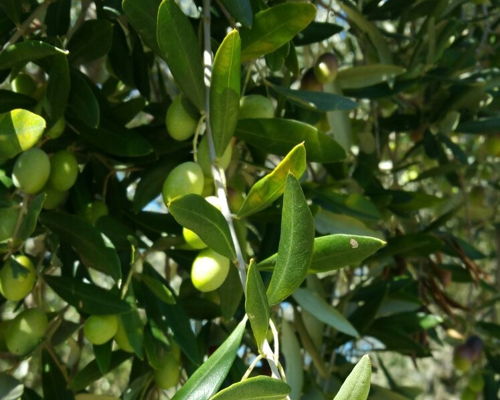 Food & Wine Tours Pesaro: Olive harvest with tasting of the new oil