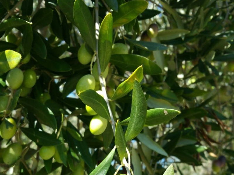 Food & Wine Tours Pesaro: Olive harvest with tasting of the new oil