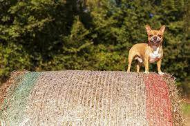 american bulldog chihuahua mix