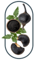 bundle of Ashwagandha as the main ingredient of Ashwagandha Dietary Supplement Singapore