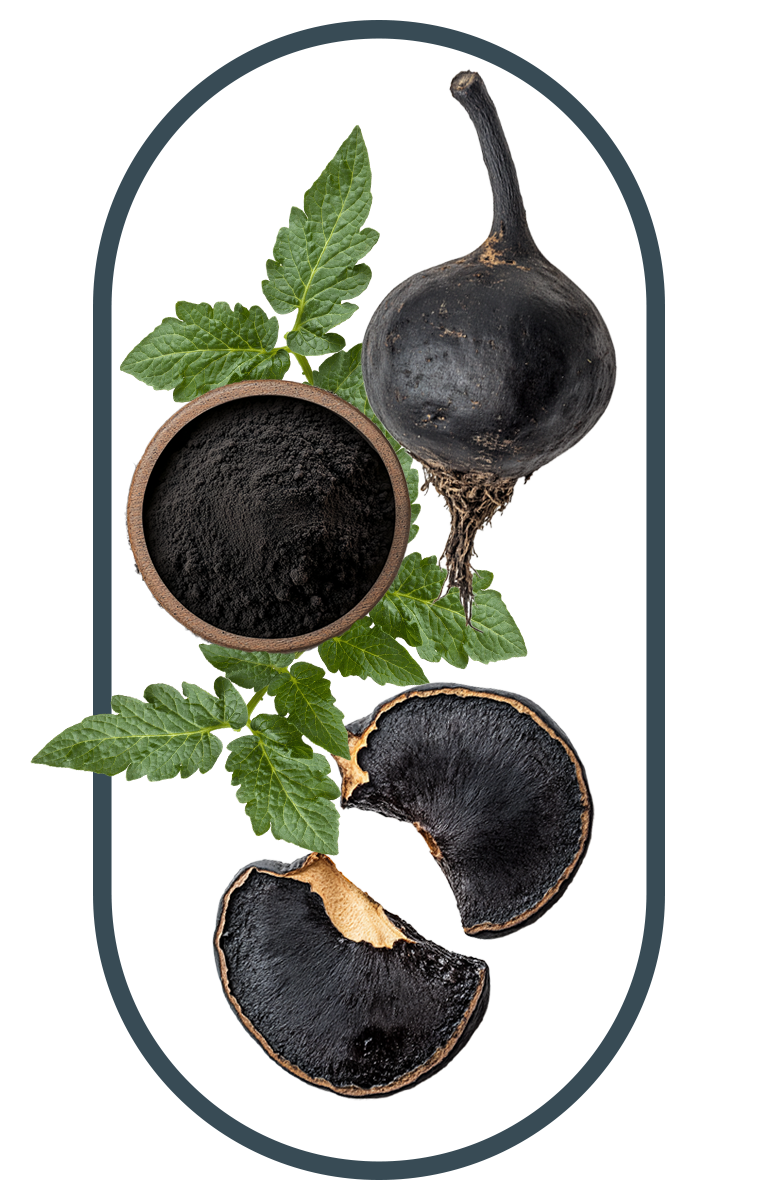 bundle of Ashwagandha as the main ingredient of Ashwagandha Dietary Supplement Singapore