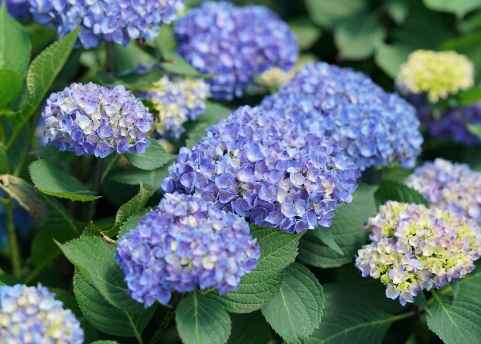 Beautiful blue hydrangeas