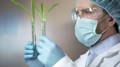 research scientist, wearing mask, goggles and hairnet, examining two different wheat grass samples in test tubes