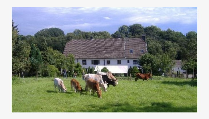 bauernhof gut halfeshof a kühe auf weide vorm hof