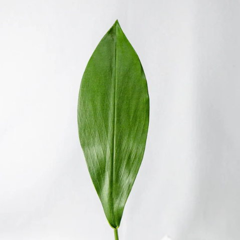 Calla Leaf ( 6 Pack ) - Realistic Artificial Flowers - Image 2