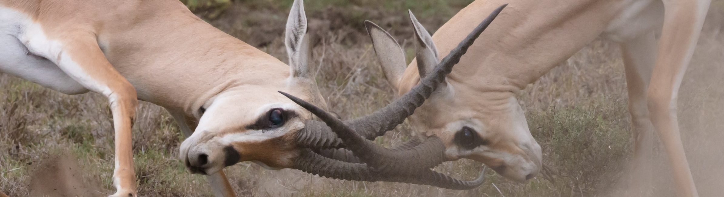 deers clashing horns