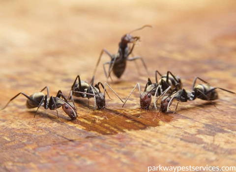 pest control for carpenter ant