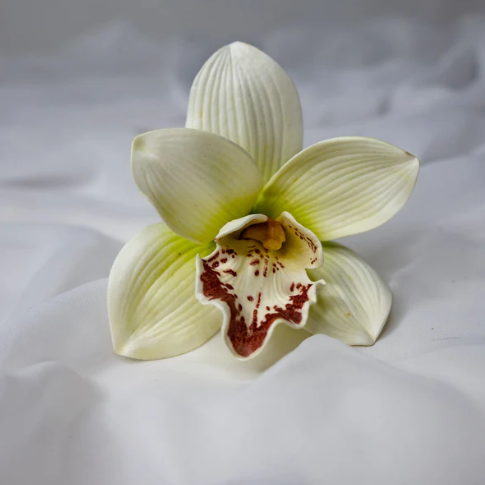 White/Burgundy Cymbidium Flowerhead ( 6 Pack ) - Realistic Artificial Flowers - Image 4
