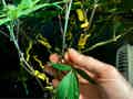 Holding a cannabis leaf about to be removed, with BudClips in the background