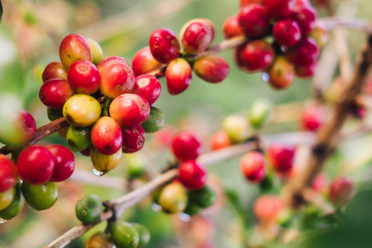 Coffee Cherries