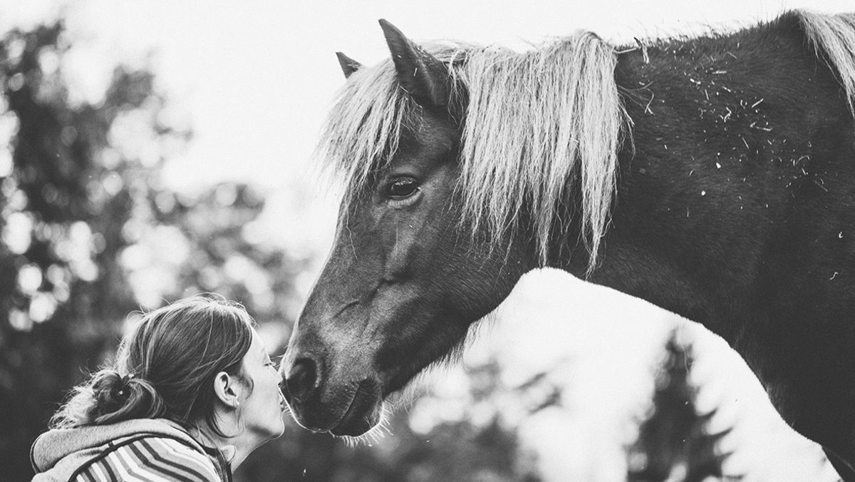 Meditation mit Pferden